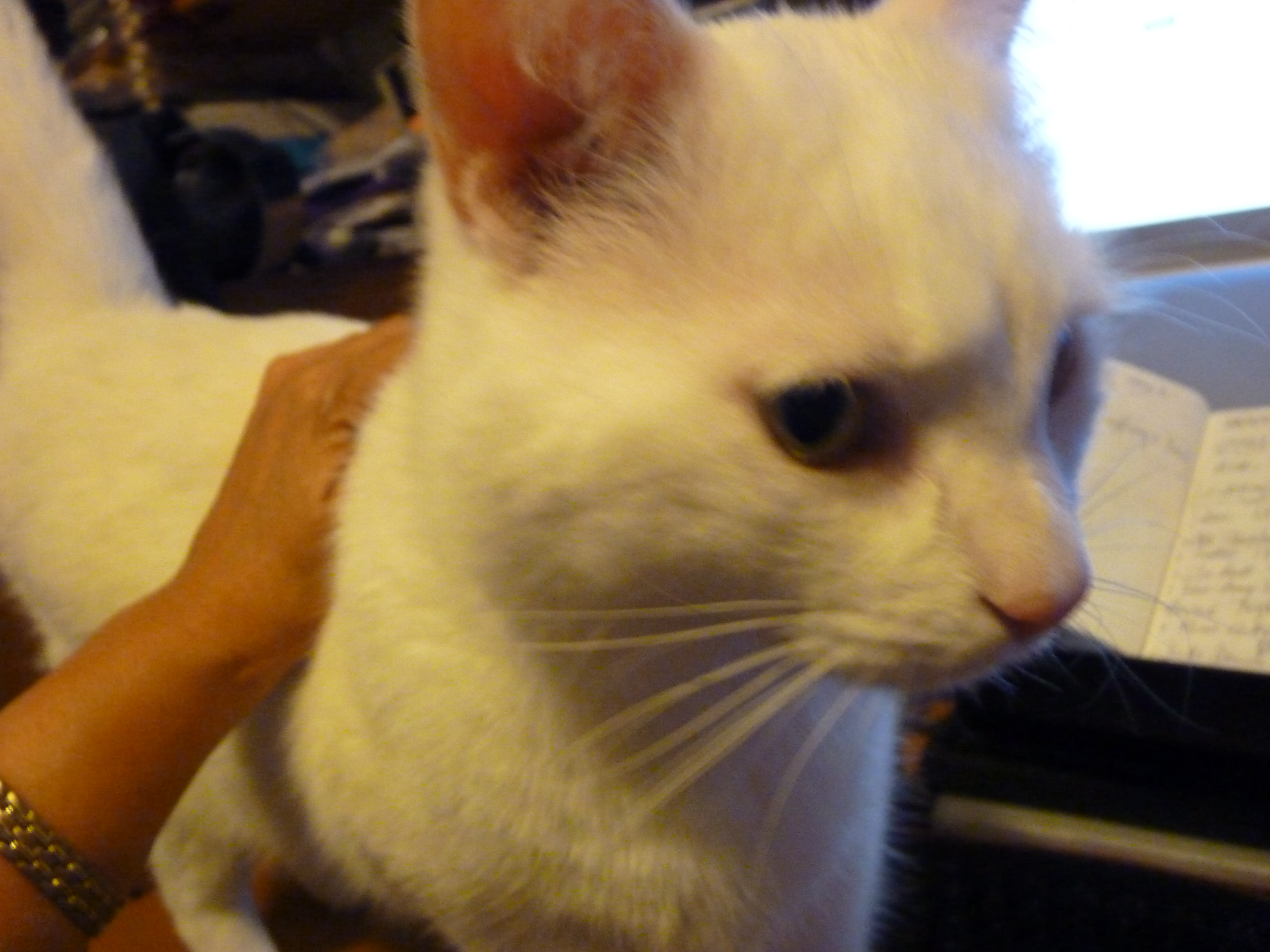 cat on a computer keyboard